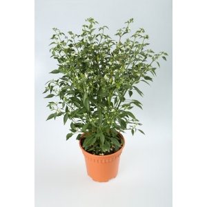 http://sinflora.com/img/p/21-69-thickbox.jpg