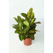 Croton (Codiaeum variegatum cultivars)